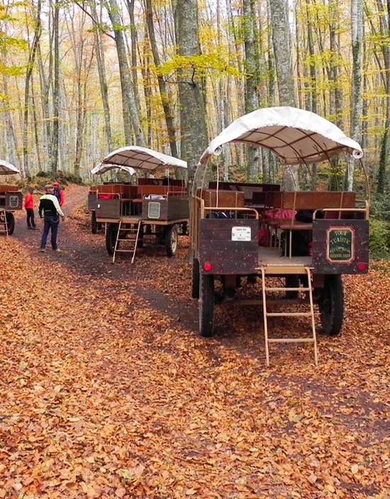 Fageda d'en Jordà