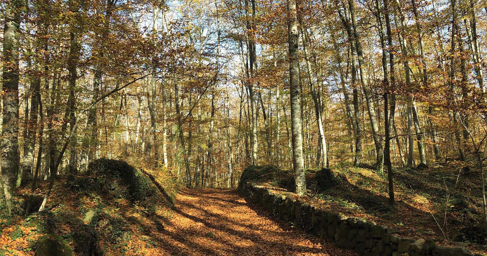 Fageda d'en Jordà