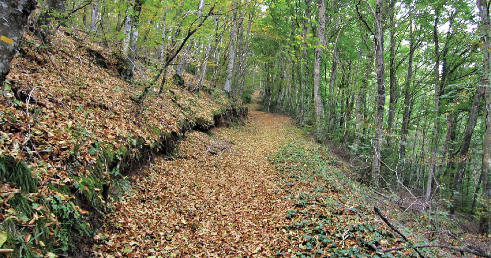 La Fageda